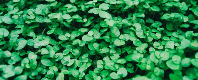 green leaf plant close-up photo