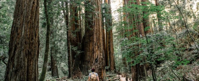 man wearing gray T-shirt standing on forest